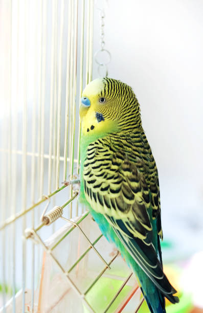 istock Budgerigar on the birdcage. Budgie 678751780