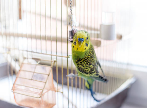 Budgerigar close up on the bird cage. Budgie and bell