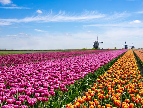 Hada mágica fascinante paisaje con flores campo de tulipán en Holanda, Europa (meditación, antiestrés, armonía - concepto) photo