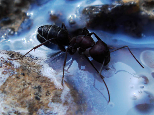 istock Large carpenter ant eating a milky white liquid 678755748
