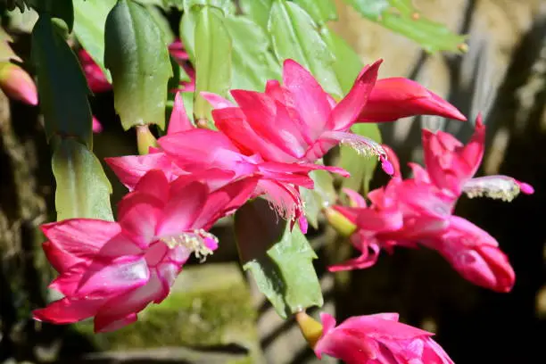 The Mayflower is one of the most cultivated cacti in the world, due to the exuberant beauty of its flowers, ease of cultivation and absence of thorns.