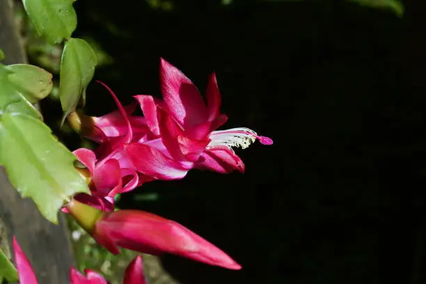 The Mayflower is one of the most cultivated cacti in the world, due to the exuberant beauty of its flowers, ease of cultivation and absence of thorns.