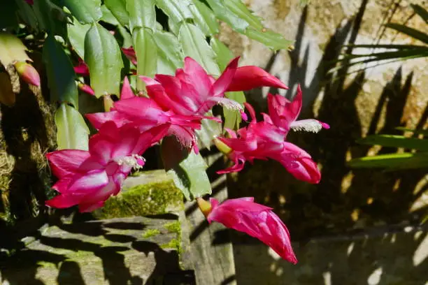 The Mayflower is one of the most cultivated cacti in the world, due to the exuberant beauty of its flowers, ease of cultivation and absence of thorns.