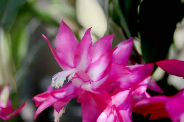 The Mayflower is one of the most cultivated cacti in the world, due to the exuberant beauty of its flowers, ease of cultivation and absence of thorns.