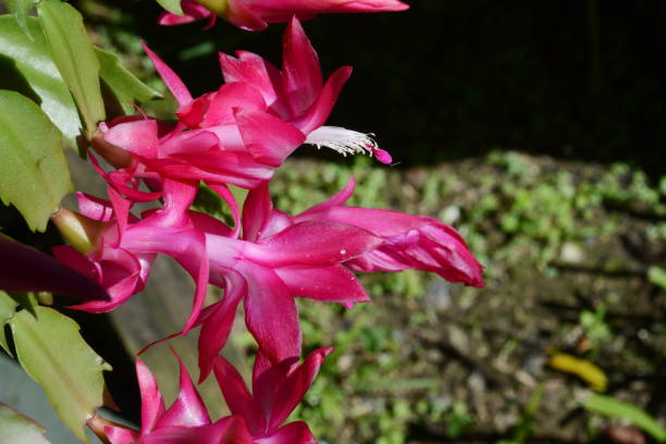 istock Beautiful flower of May 678755964