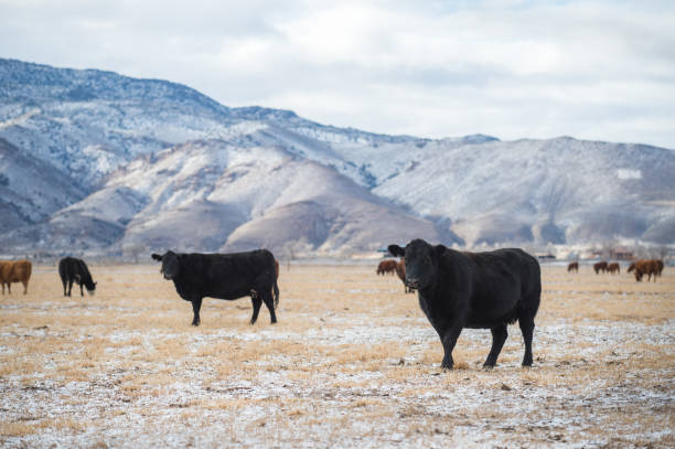 istock Cows in a meadow Winter Domestic Cattle 678756372