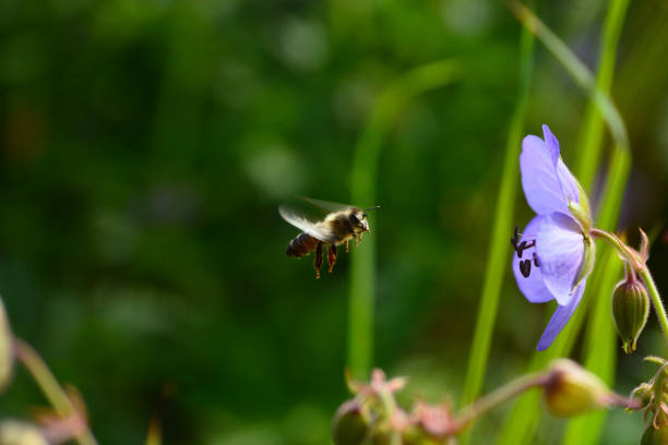 istock sunny meadow with flowers and butterfly 678757682