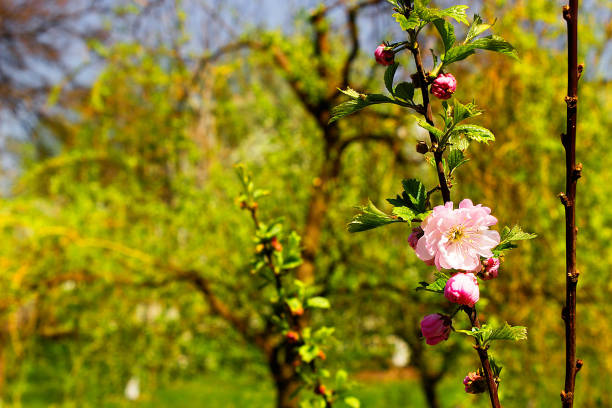 Pink flowers
