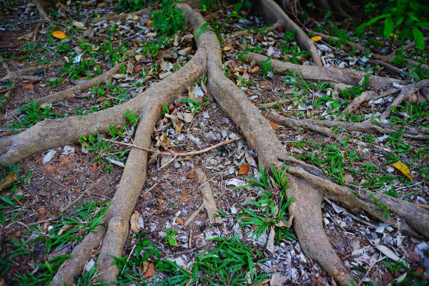 istock Tropical forest in Thailand 678774388