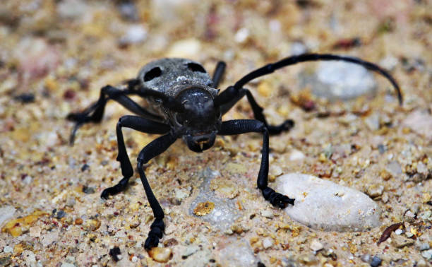 istock Front side of Morimus funereus, longhorn beetles 678782066