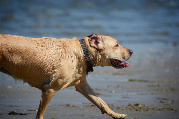 istock Wet Brown Lab Dog On Beach 678790446