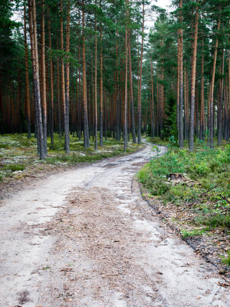 istock simple country road in summer 678795280
