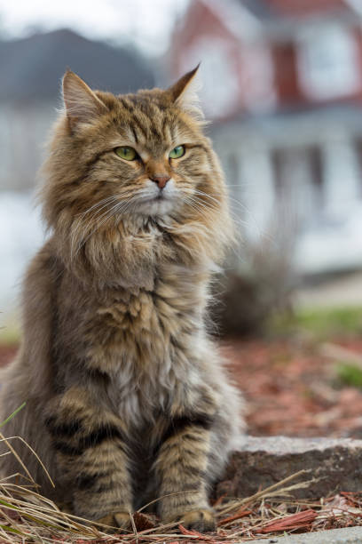istock Siberian cat with differently colored eyes 678798188