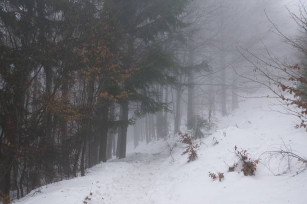 istock Misty woods under the snow in winter. 678798194