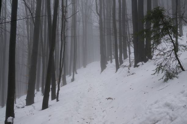 istock Misty woods under the snow in winter. 678798250