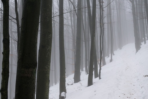 Misty woods under the snow in winter. Slovakia