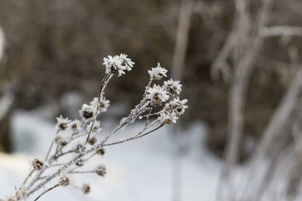 istock Trees and plants covered by ice and snow needles during winter. 678799982