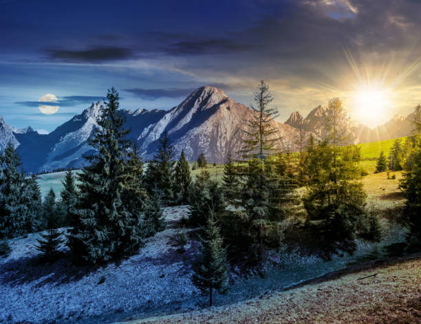 istock spruce forest on grassy hillside in tatras 678800430