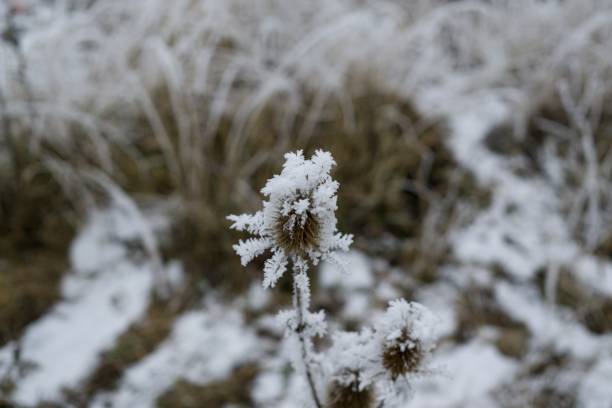 istock Tree and plant covered by ice and snow needles during winter. 678800668