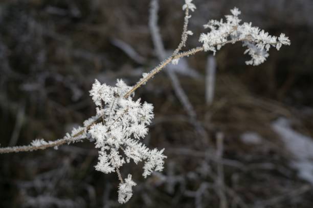istock Tree and plant covered by ice and snow needles during winter. 678800722