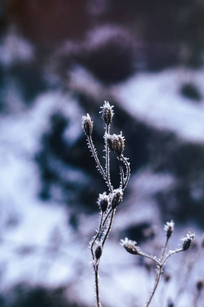 istock Tree and plant covered by ice and snow needles during winter. 678800916
