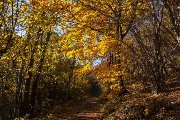 istock indian summer in south germany 678816258
