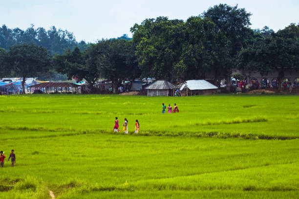Kolkata, West Bengal , India - 09/30/2016 : Taken this picture in the state of West Bengal India. In the background is the local market and women in foreground returning from market walking through rice fields.