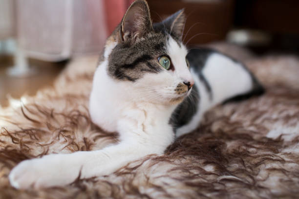 istock cat relaxing on the carpet 678821558