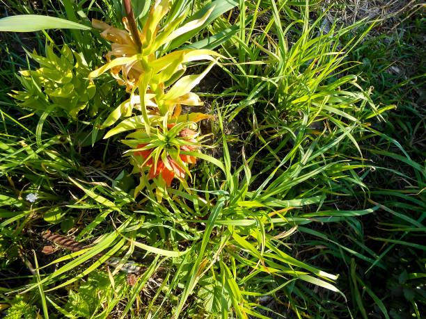 istock Orange crown imperial flowers (Fritillaria imperialis) outdoor 678821590