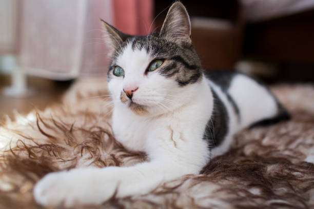 istock cat relaxing on the carpet 678821610