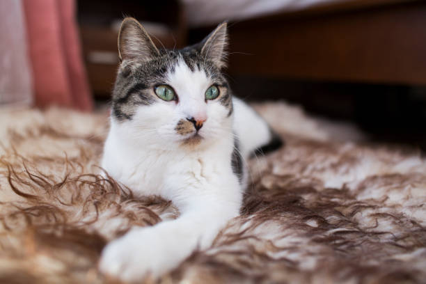 istock cat relaxing on the carpet 678821686