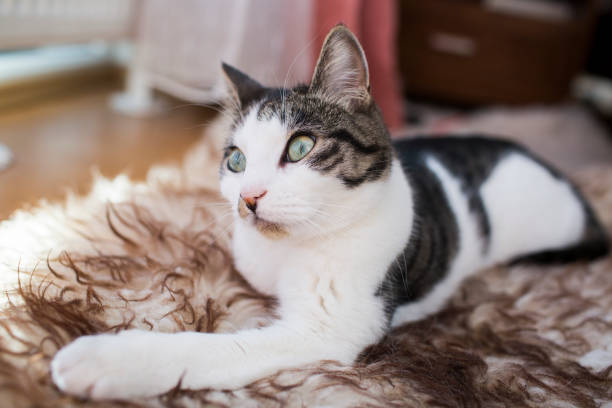 istock cat relaxing on the carpet 678821734