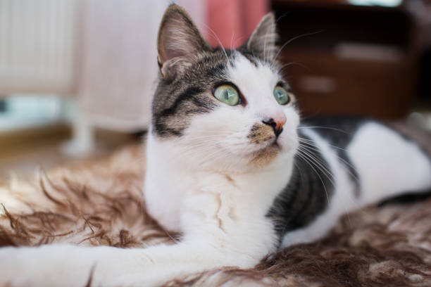 istock cat relaxing on the carpet 678822060