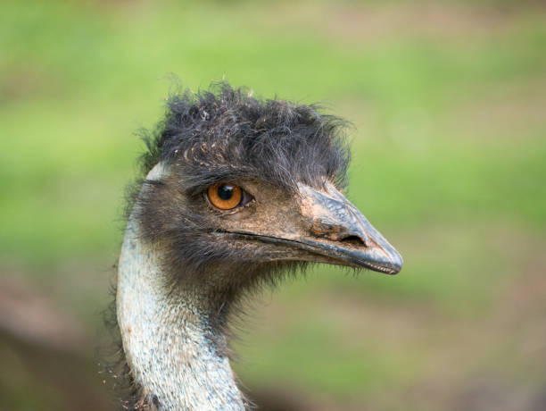 istock Close Up View of an Emu's Head 678830828