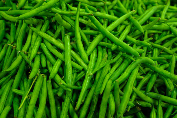Phaseolus vulgaris or green beans or French beans