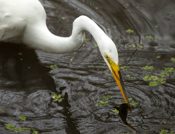 istock Great egret with a bullhead catfish in its bill, Florida. 678837140