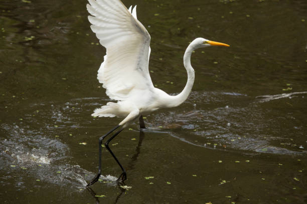 istock Great egret flying low while dragging its feet, Florida Everglades. 678837362