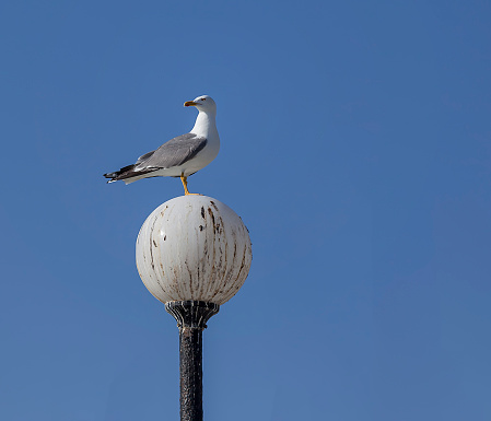seagulls on lamppost