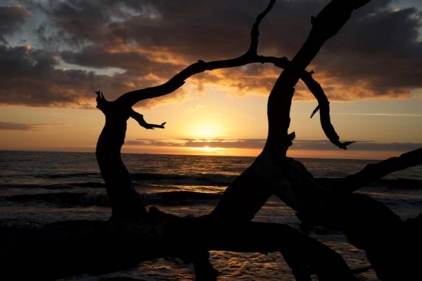 istock Sunrise over Driftwood Beach 678839634