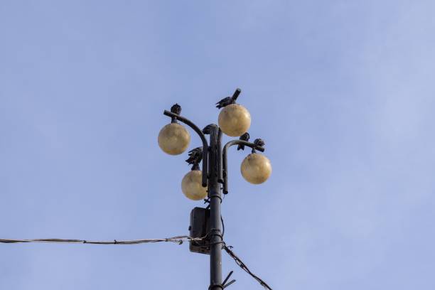istock Pigeons on the lamp. 678839930