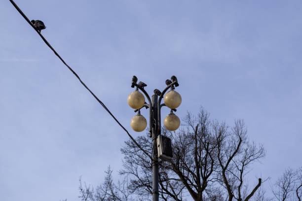 istock Pigeons on the lamp. 678839944