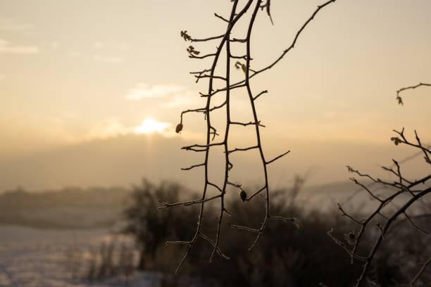 istock Frozen rosehip covered by snow and ice in winter. 678847492