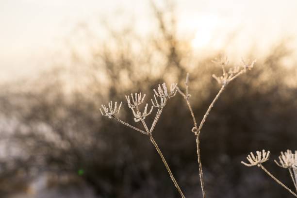 istock Frozen plant, leaf covered by snow and ice in winter. 678847646