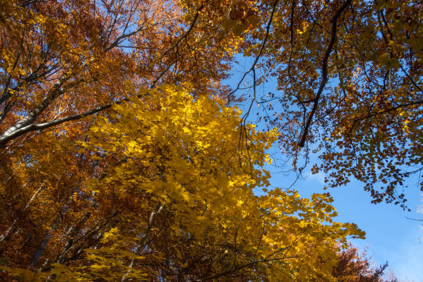 istock indian summer in south germany 678851266