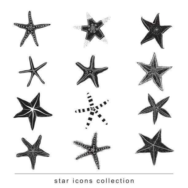 Star Doodles, hand drawn vector illustration. Star Doodles, hand drawn vector illustration. starfish stock illustrations
