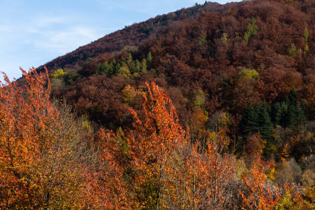 istock indian summer in south germany 678854076