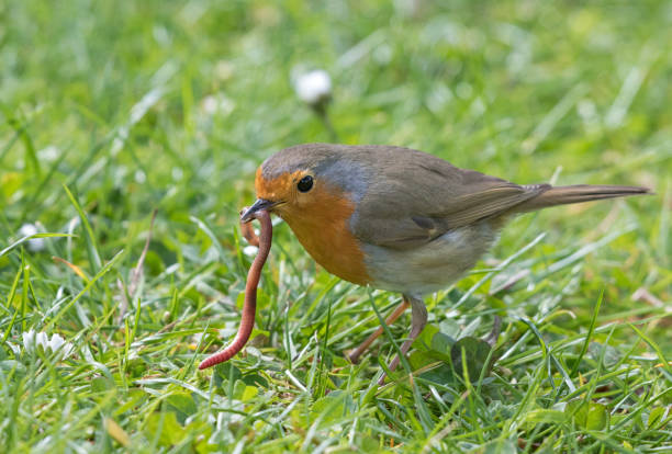 european robin (erithacus rubecula) catching an earthworm - rubecula imagens e fotografias de stock