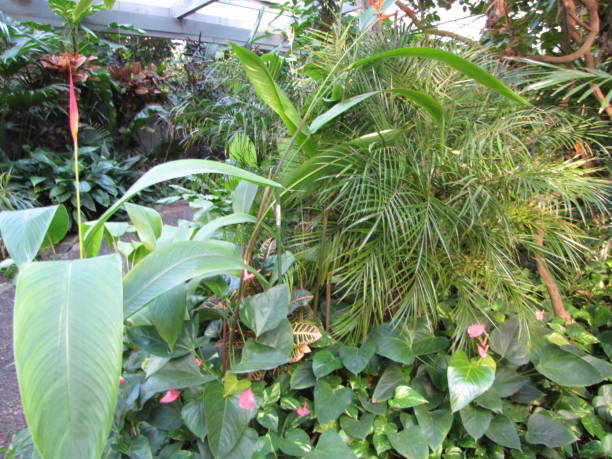 istock Lush Greenhouse Plants 678855766