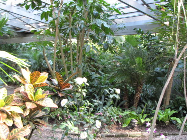 istock Greenhouse Plants and Flowers 678856338