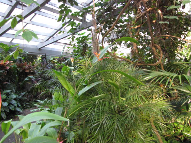 istock Exotic Greenhouse Plants 678858550